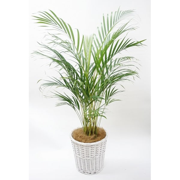 観葉植物 アレカヤシ-8号鉢 - フラワーギフトなら株式会社 ジェルフラワー