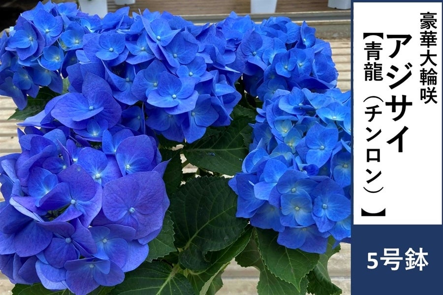 アジサイ【青龍】5号鉢: JA全農かながわ|【JAタウン】産地直送