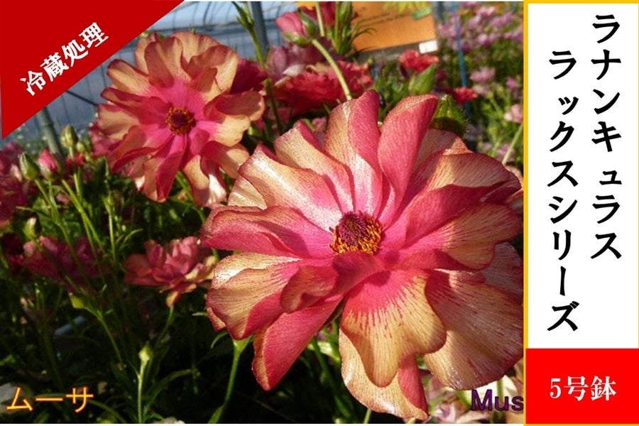ラナンキュラス ラックスシリーズ【ムーサ】5号鉢（冷蔵処理）: JA