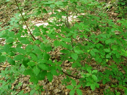 樹木図鑑(バイカツツジ)