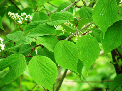 樹木図鑑(オオミヤマガマズミ)