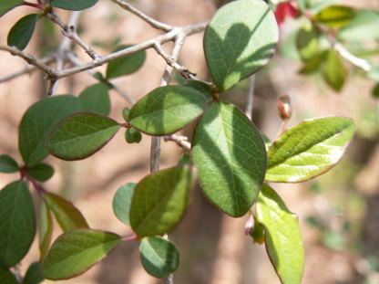 樹木図鑑(ウグイスカグラ)