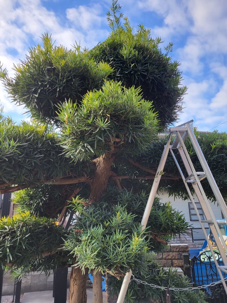 マキの木(高木5m以上)刈り込み剪定 埼玉県久喜市