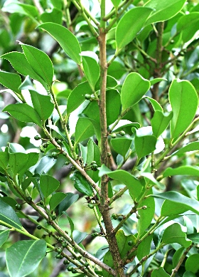 四季の山野草（サカキ）