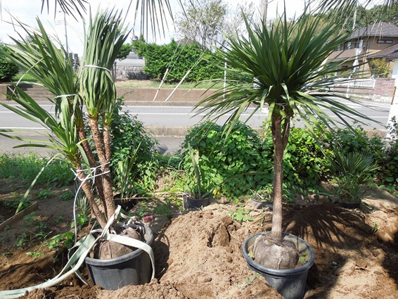 ヤシの木」「その他南国植物」の畑を見学できます | お知らせ | 株式