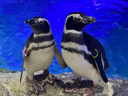 ペンギンたちの関係性を最新版にアップデート!「すみだペンギン相関図