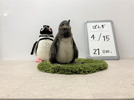 ペンギンの赤ちゃん、さらに2羽が仲間入り！ | オリックス不動産株式会社