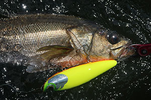 LONGIN FACTORY AIZU CaptainTokyo