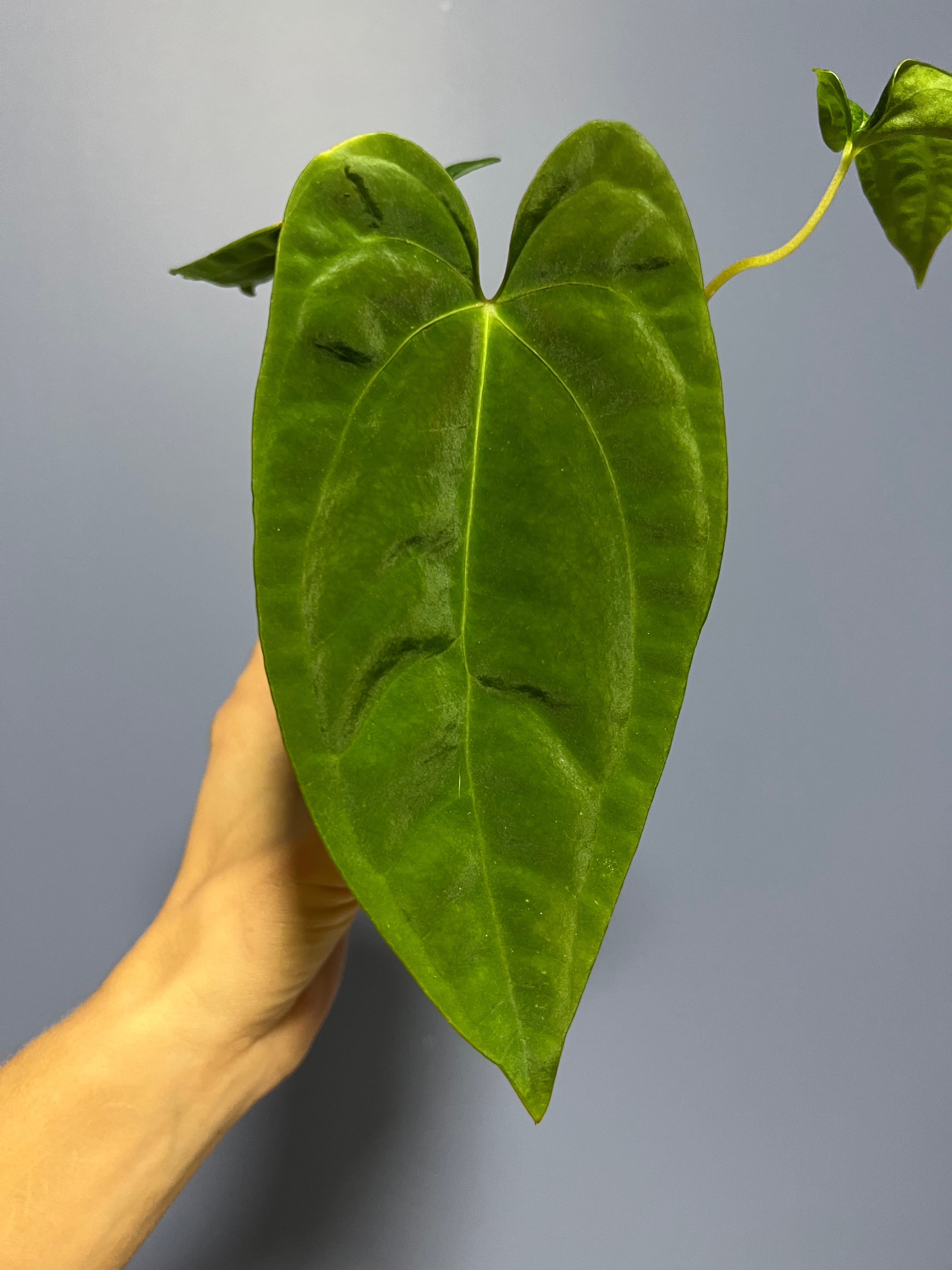 Anthurium Papillilaminum RA17 x RA6 – Lauderdale Aroid House