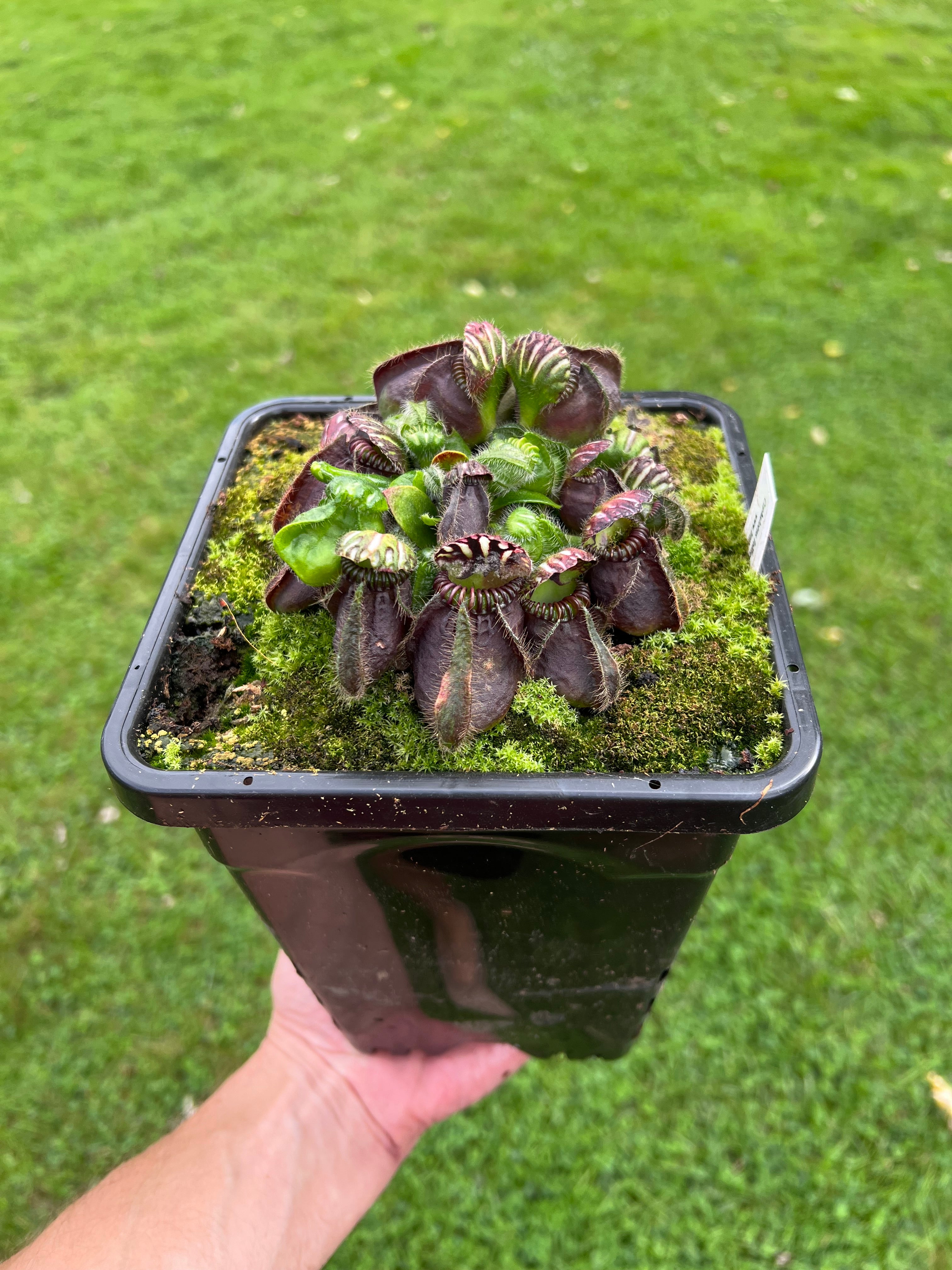 Cephalotus follicularis “Thomas Carow” – Little Carnivores