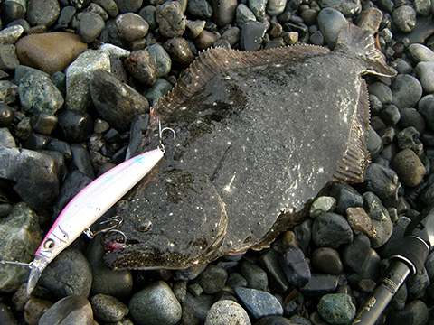 FLATBACKER | Megabass-メガバス