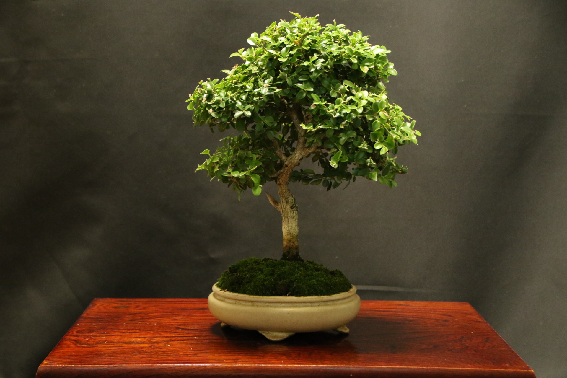 ツゲ盆栽 SOLD OUT