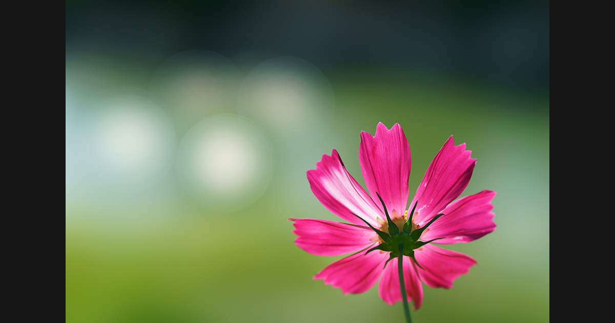 写真家 並木 隆氏「α史上最高のぼけ描写と圧倒的な解像感が描く世界