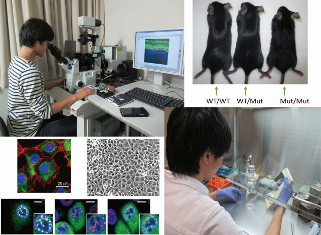 摂南大学薬学部公式HP/Setsunan Pharm Official