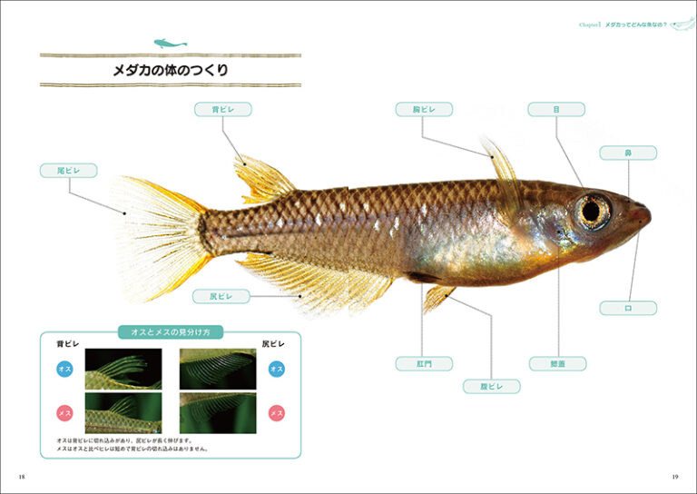 メダカ | 株式会社誠文堂新光社