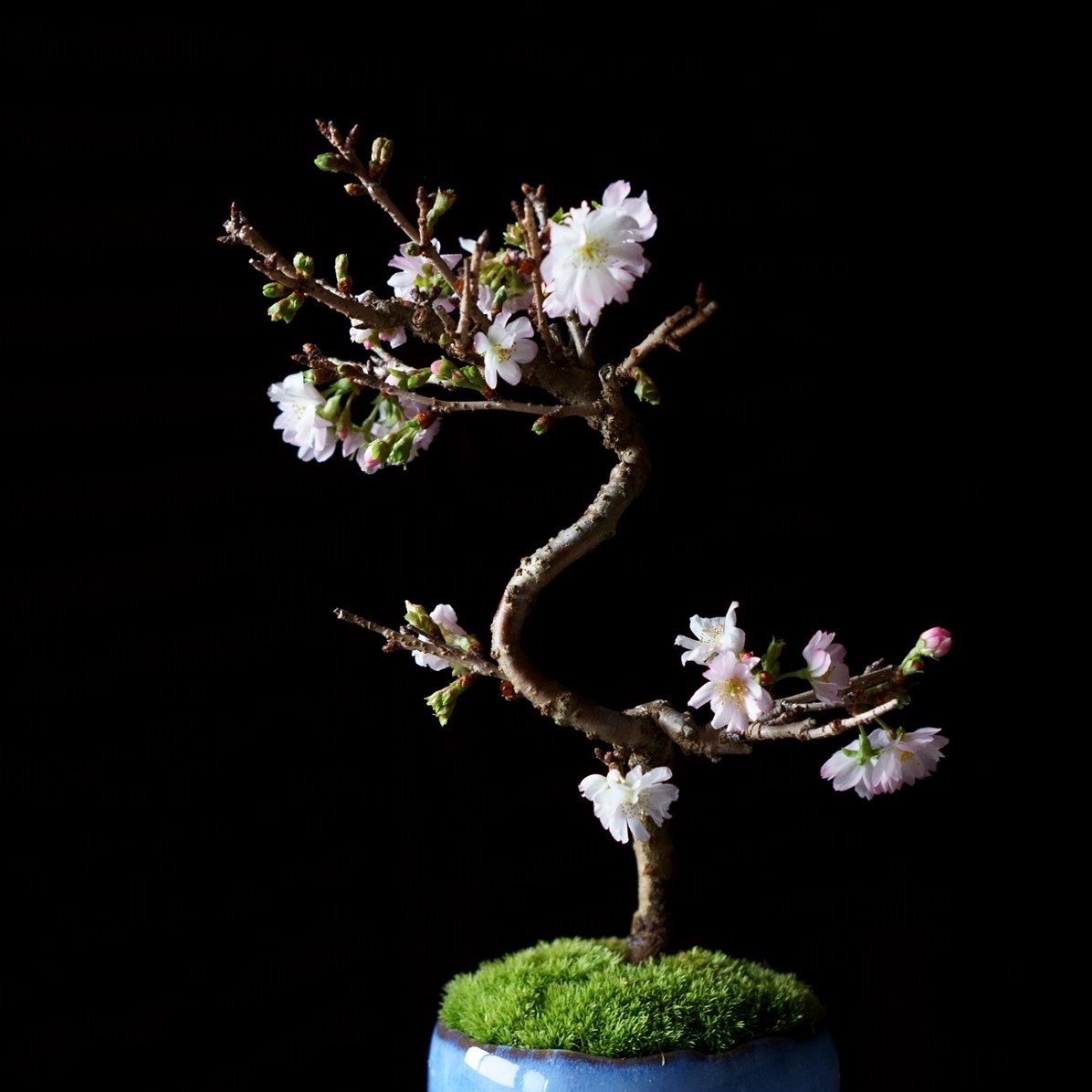十月桜｜石木花図鑑｜石木花｜SEKIBOKKA｜盆栽
