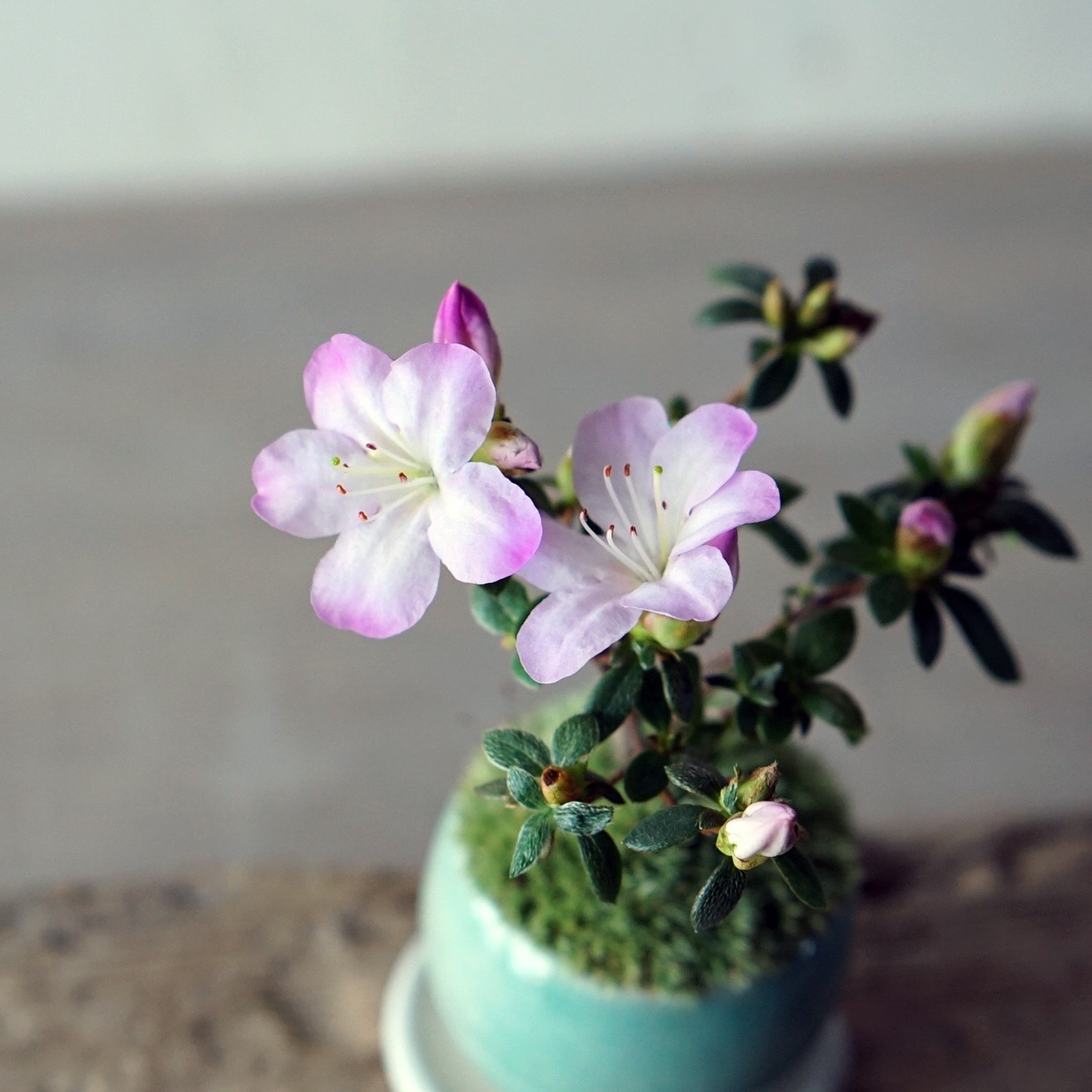 深山キリシマツツジ｜石木花図鑑｜石木花｜SEKIBOKKA｜盆栽