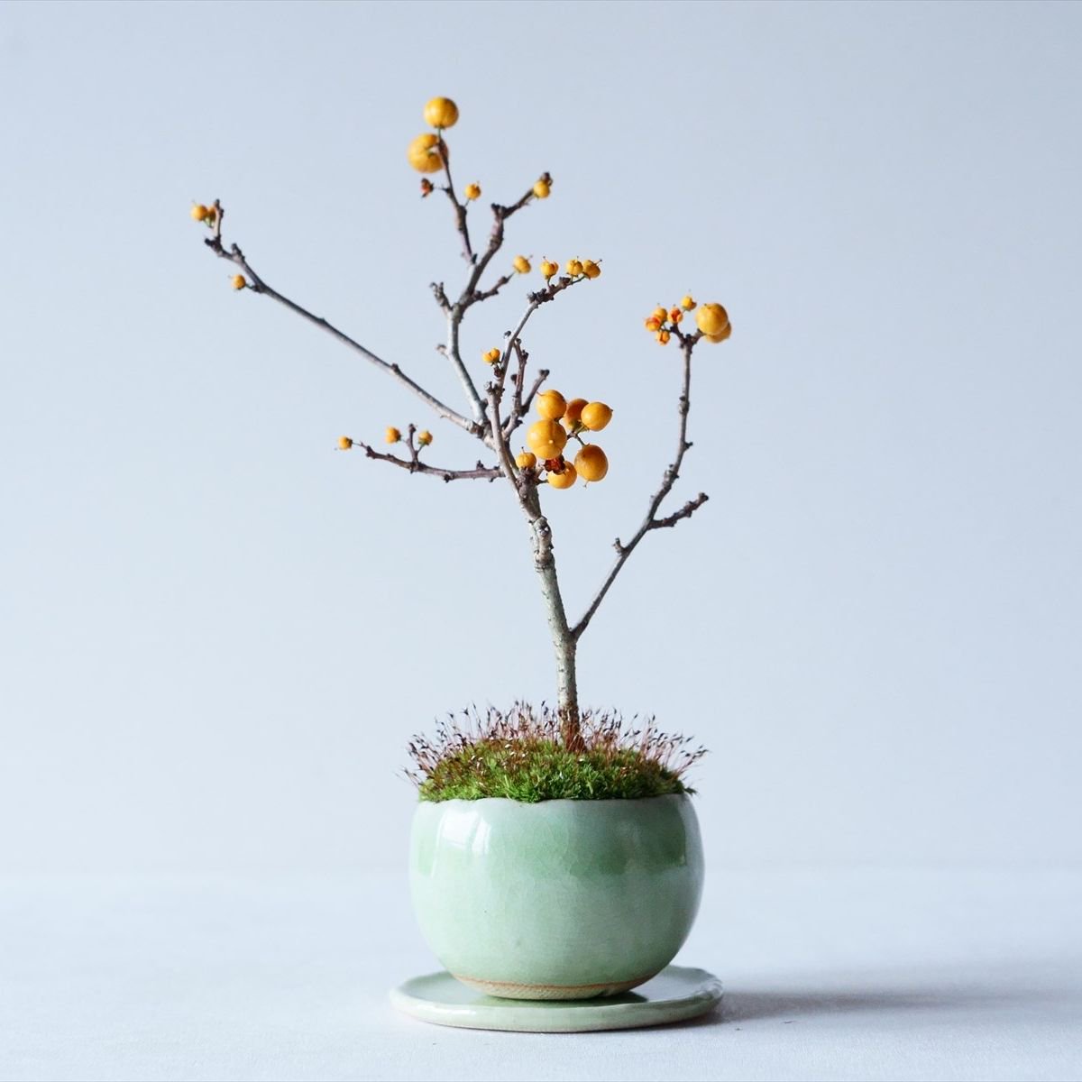 リョウブ｜石木花図鑑｜石木花｜SEKIBOKKA｜盆栽