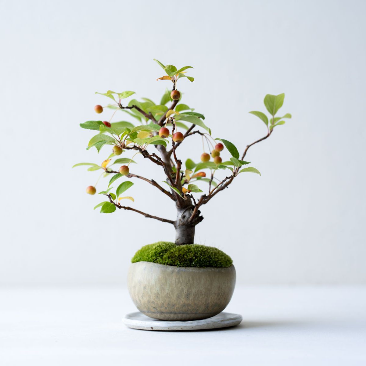 姫ウツギ｜石木花図鑑｜石木花｜SEKIBOKKA｜盆栽