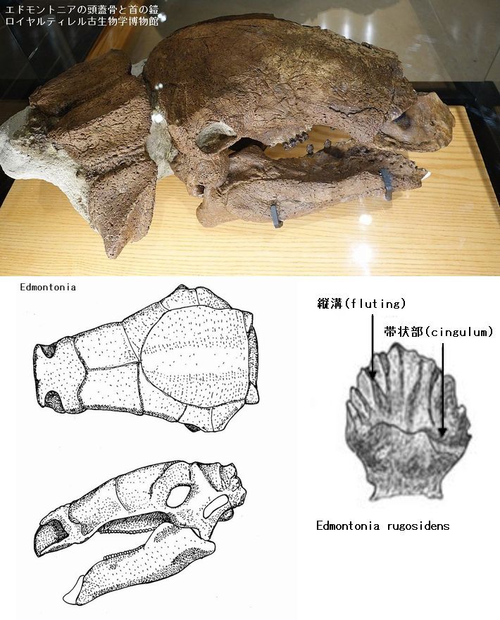 鑑定プレート付ジュラ紀魚化石LYCOPTERA木製額中国遼寧省産後期標本額装