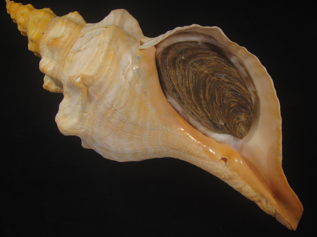 ダイオウイトマキボラ 特大 約2.5kg - Kaiショップ