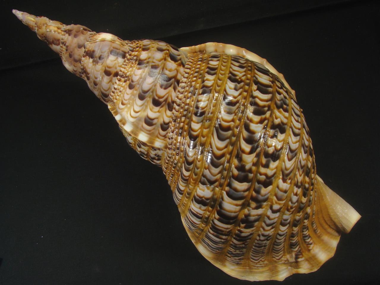 法螺貝 40cm 約895g - Kaiショップ