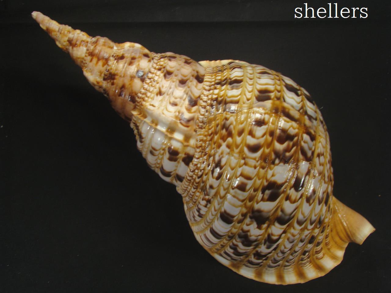 法螺貝 約725g 39cm - Kaiショップ