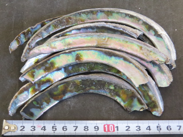 トローリングヘッド専門店 翔 / 自作ルアー用 各種貝の端材