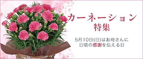 母の日ギフト・プレゼント特集2026｜郵便局のネットショップ
