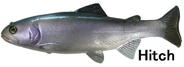 LURE SHOP SUBMARINE / フィッシュアロー ハドルストン ハドルトラウト