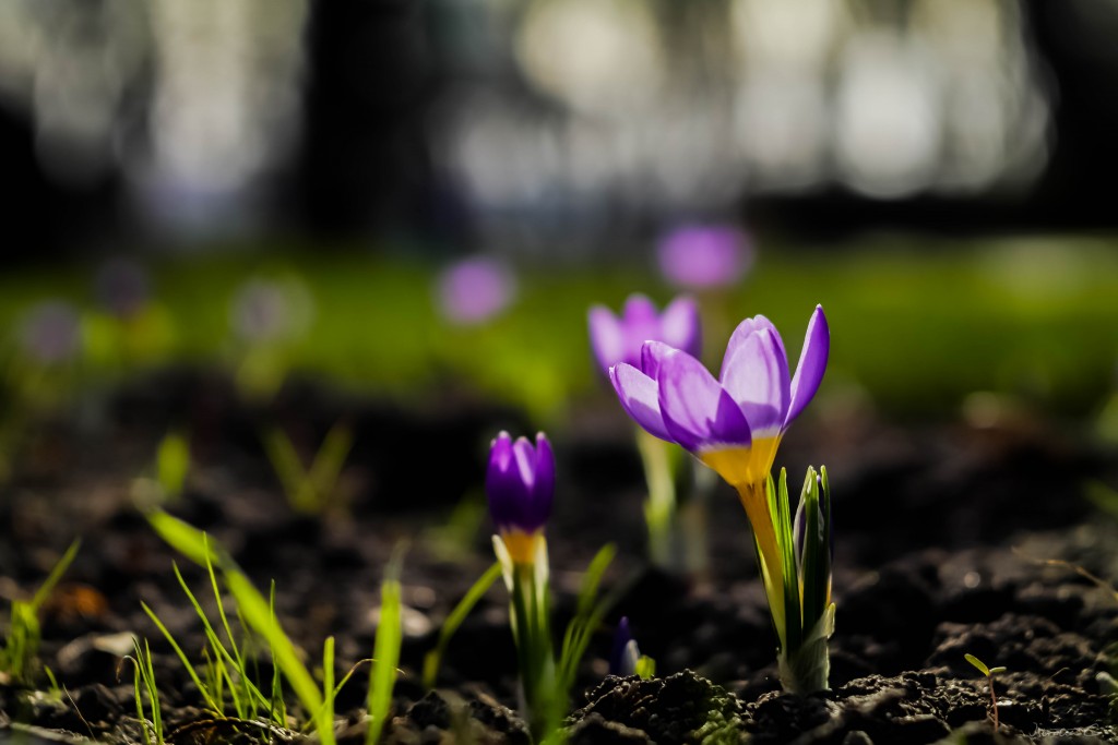 Yashica Auto Yashinon-DX 50mm F1.7 Lens Reviews - Yashica Lenses