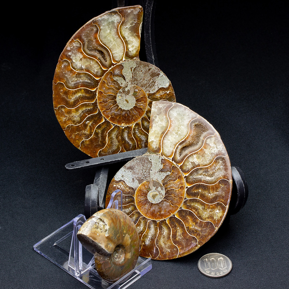 アンモナイトセット001｜恐竜・化石グッズの専門店 ふぉっしる