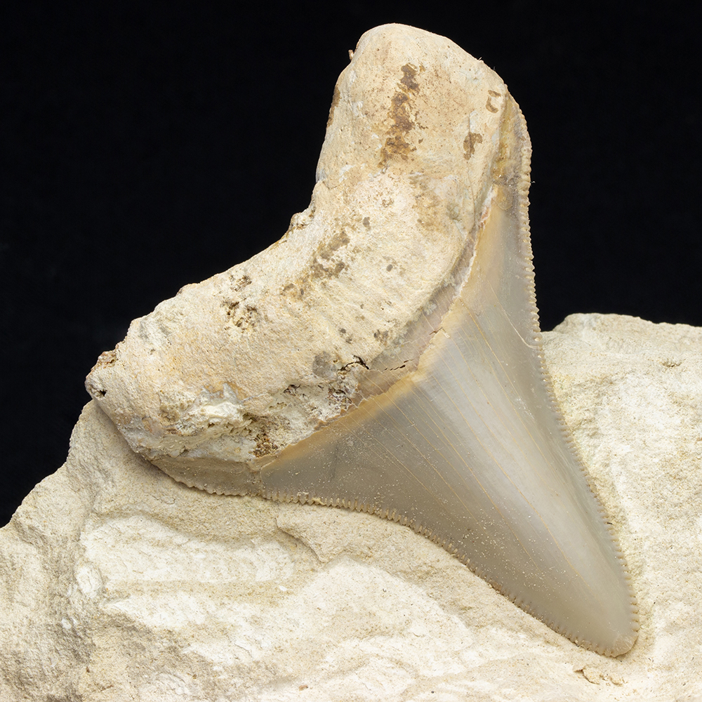 メガロドンの歯037｜恐竜・化石グッズの専門店 ふぉっしる