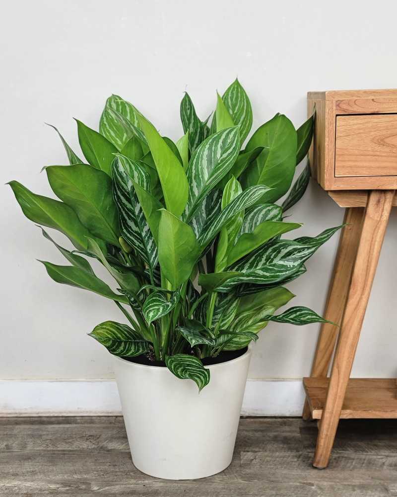 Aglaonema 'Stripes' | PlantVine