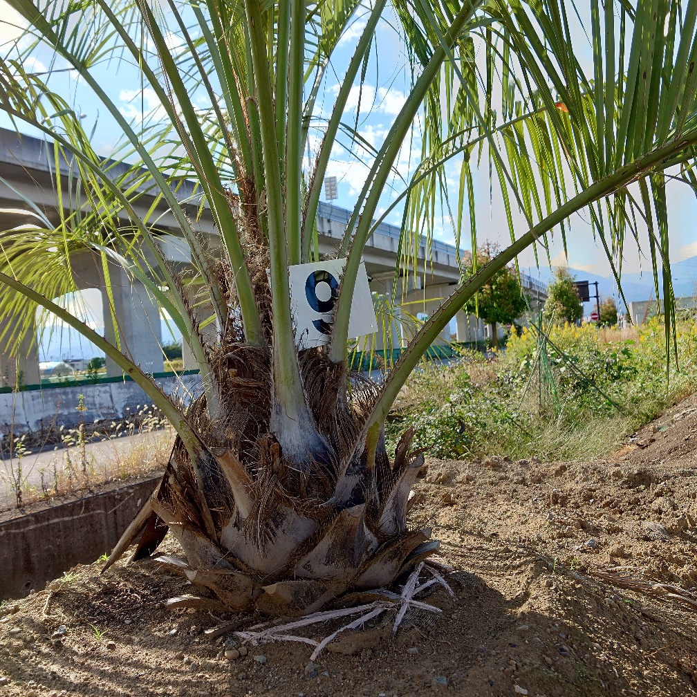 ココスヤシ9｜Play Garden（株式会社プレイガーデン）