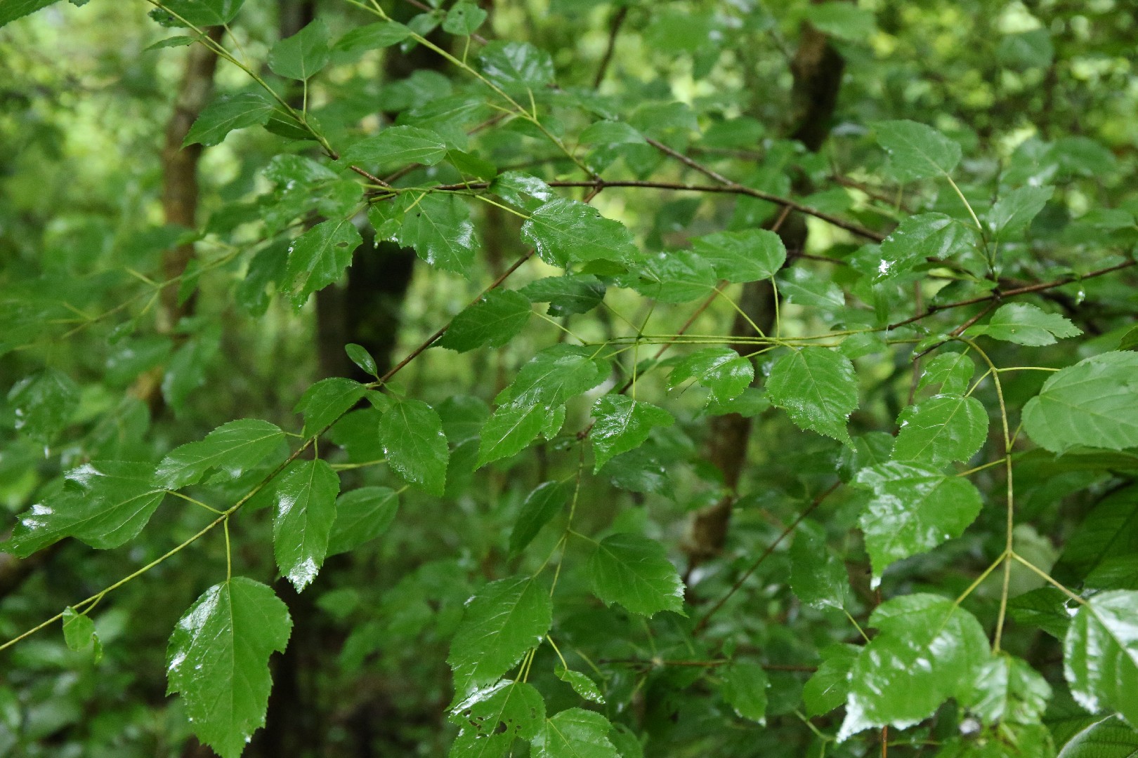 カラコギカエデ（鹿子木楓） (Acer tataricum subsp. ginnala