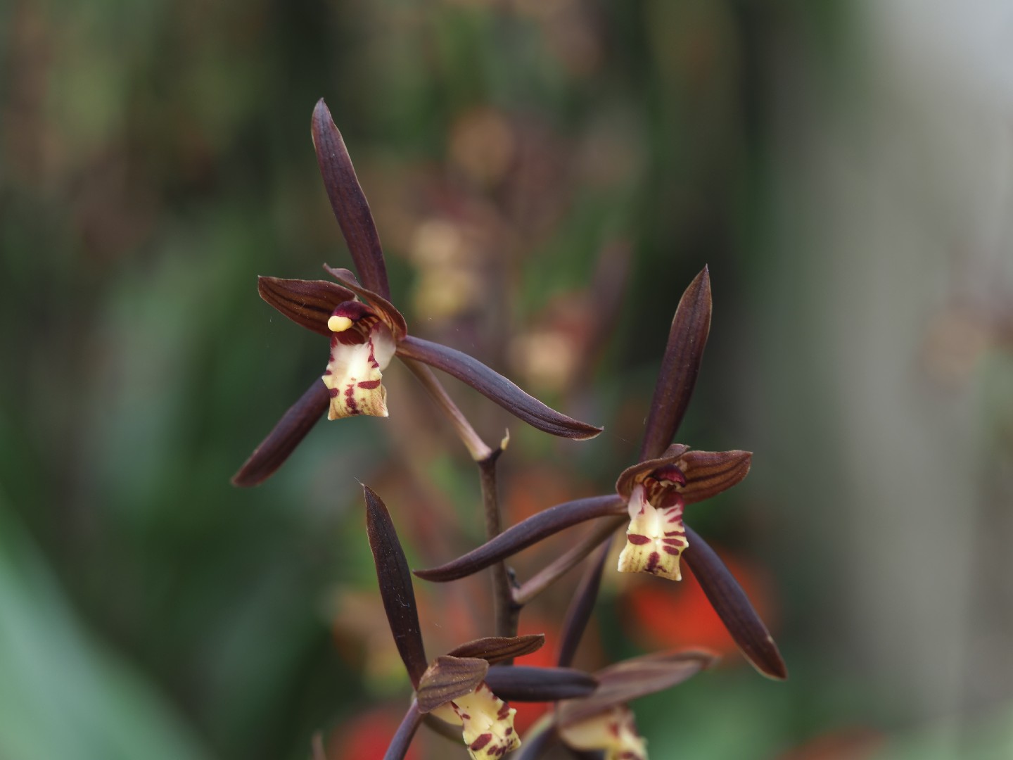 ホウサイラン（報歳蘭） (ケア, 特徴, 花, 画像)