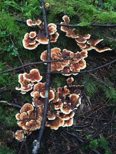 ツガサルノコシカケ科 (Fomitopsidaceae) - PictureThis