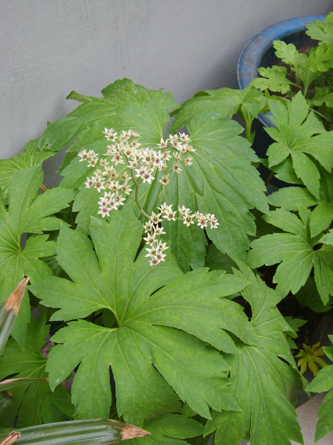 イワヤツデ（岩八手） (Mukdenia rossii) - PictureThis