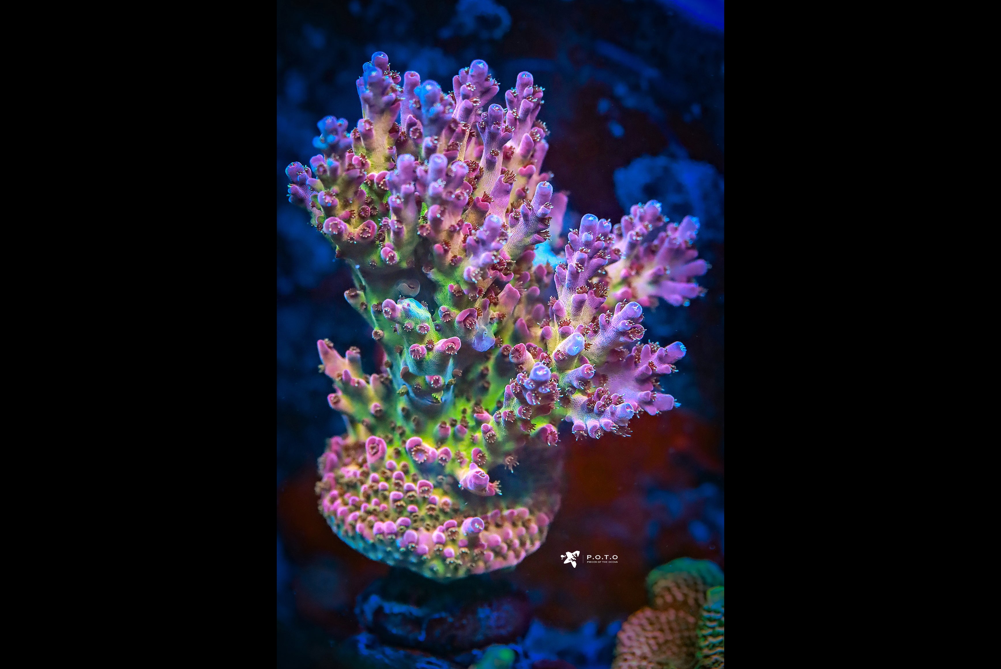 Jason Fox Frankies Neophobia – Pieces of the Ocean