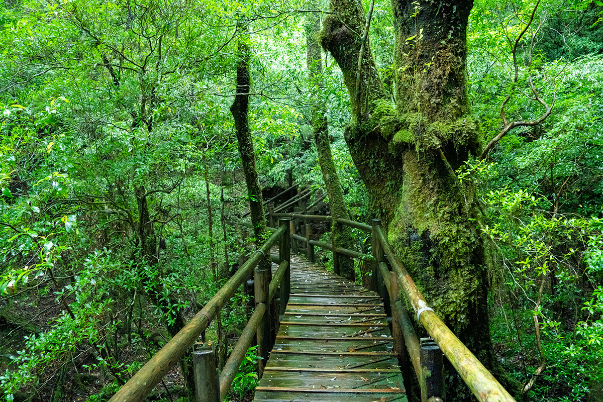 癒やしの島、屋久島へ。豊かな自然の恩恵を受けて暮らす人々が営む