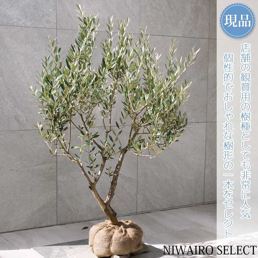 楽天市場】【現品】【オリーブの木】ミッション 自然風樹形 樹高H≒115