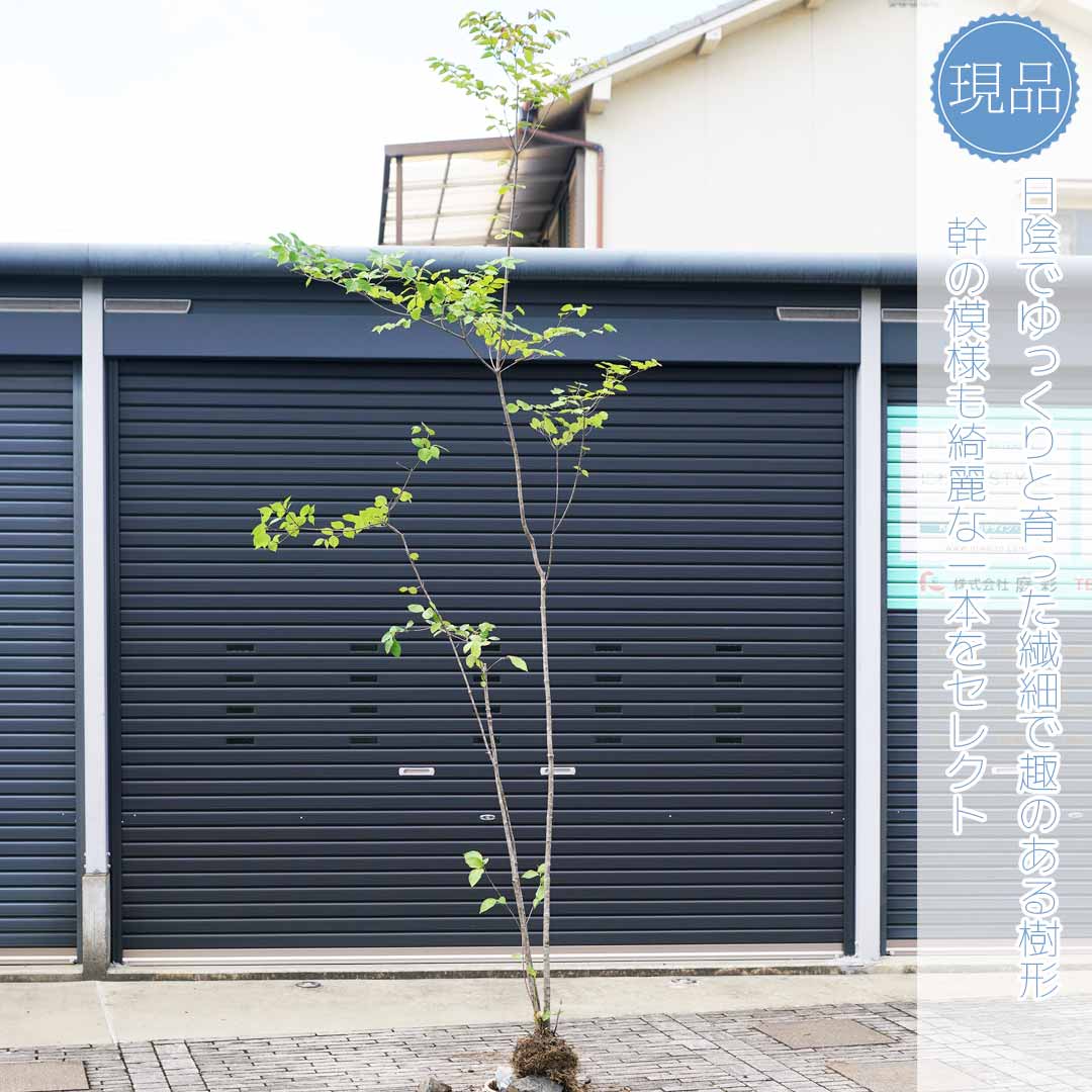 楽天市場】【現品】山採り【ヤマボウシ】山法師 株立ち 自然風樹形