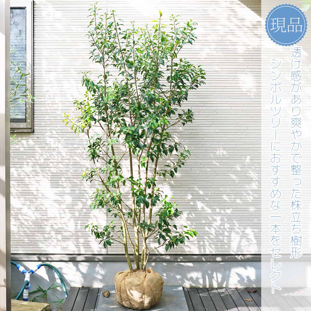 楽天市場】【現品】【ソヨゴ】株立ち 自然風樹形 雌株 樹高H≒180 × 枝