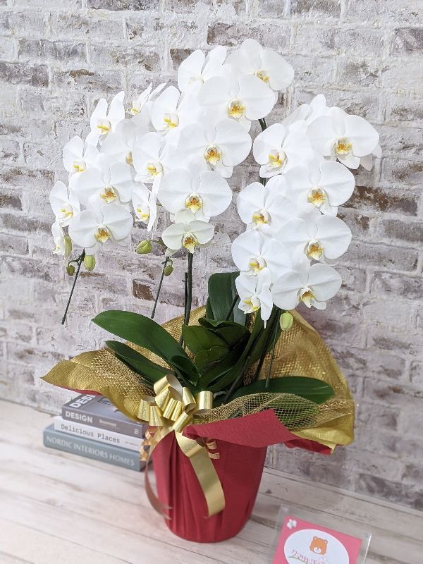 レギュラー 鳴滝清流胡蝶蘭（なるたきせいりゅうこちょうらん） 3