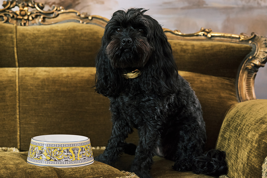 BECAUSE WE ALL DESERVE A LITTLE LUXURY フロレンティーン ペット