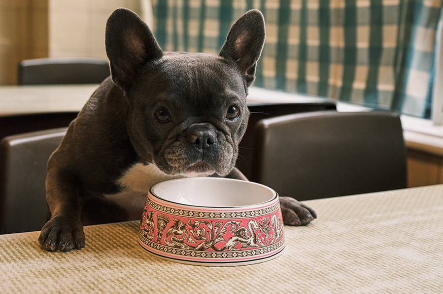 BECAUSE WE ALL DESERVE A LITTLE LUXURY フロレンティーン ペット