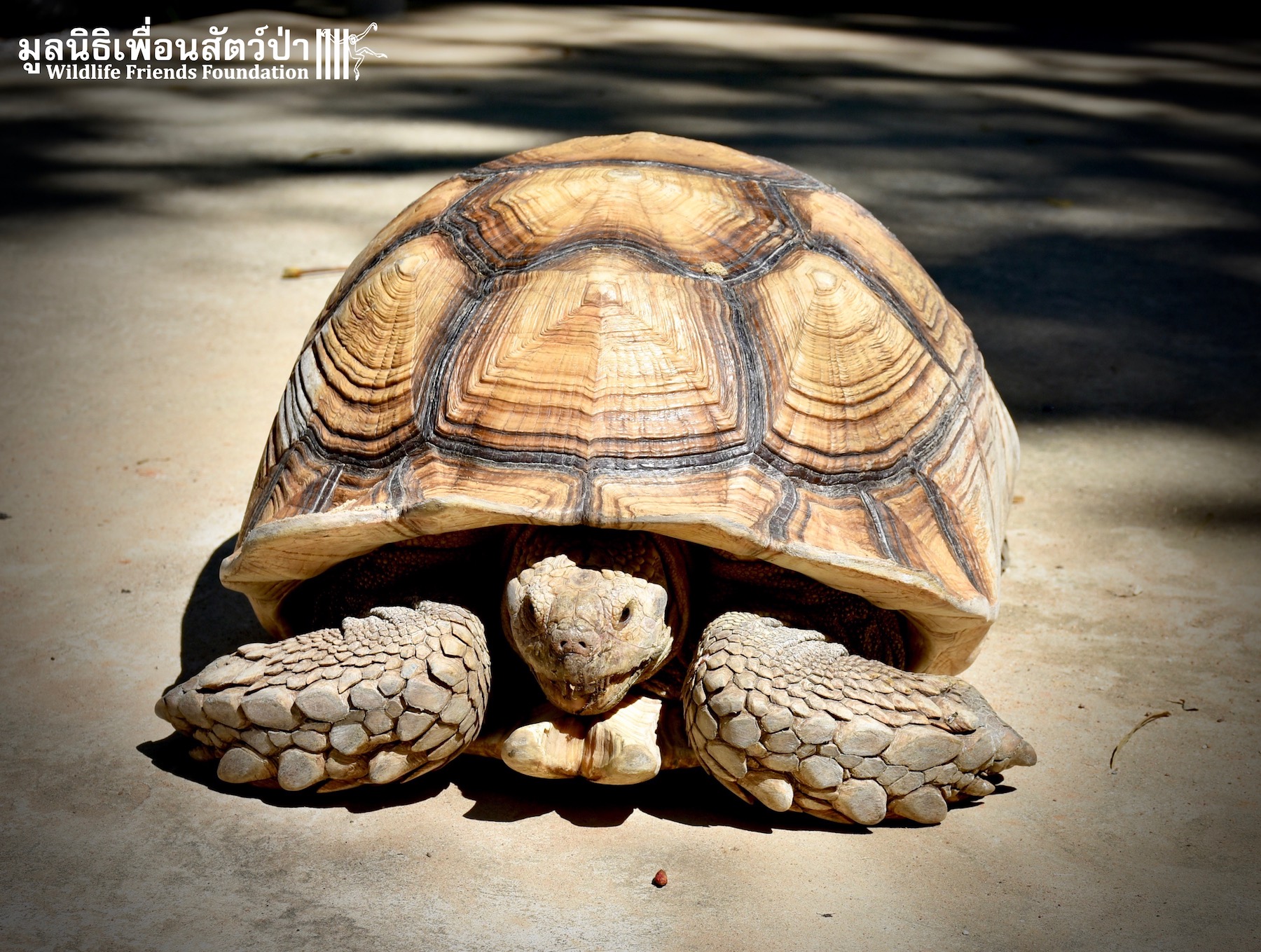Ex-pet African Spurred Tortoises Arrive - Wildlife Friends