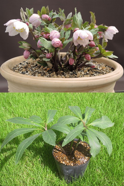 クリスマスローズ 原種 交配種 苗 販売 ＞ クリスマスローズ原種