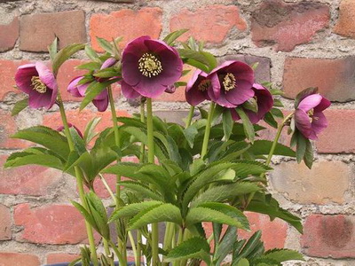 クリスマスローズ 開花株 お買い得セット販売 ＞ 特価 クリスマス